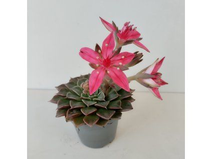 Graptopetalum bellum