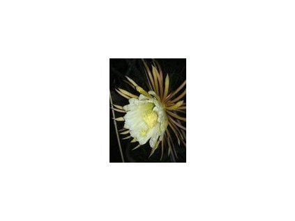 Selenicereus hondurensis