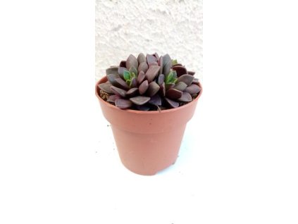 Anacampseros rufescens var. rubra