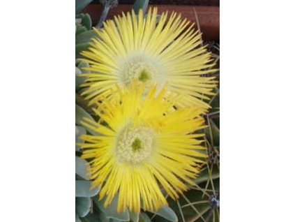 Cheiridopsis denticulata3