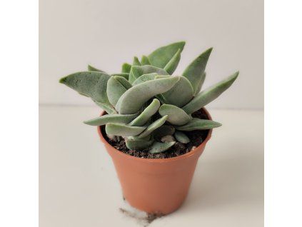 Crassula falcata var. minor