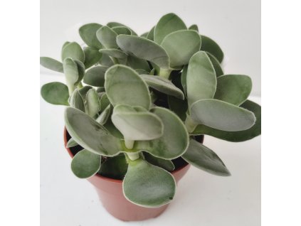 Crassula cotyledonis