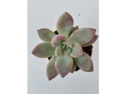 Graptoveria 'Opalina'