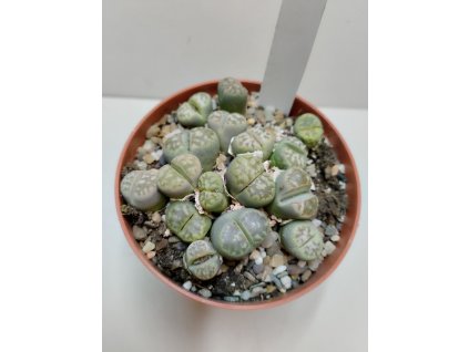 Lithops sp. (velký trs) #2