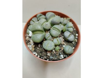 Lithops sp. (velký trs) #3