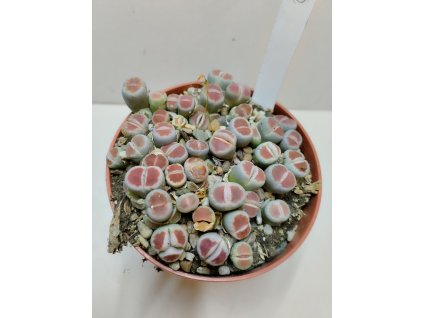 Lithops sp. (velký trs) #4