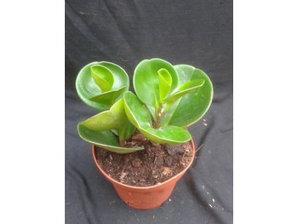 Peperomia obtusifolia