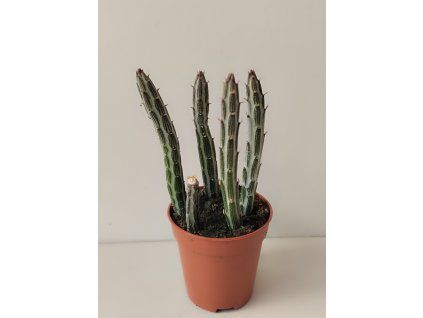 Senecio stapeliiformis