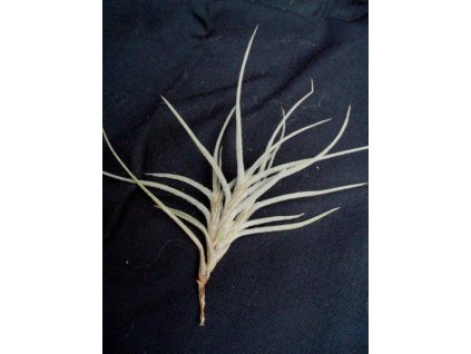 Tillandsia bandensis