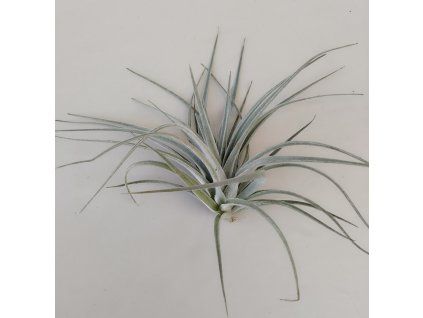 Tillandsia pohliana