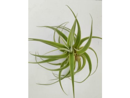 Tillandsia cacticola