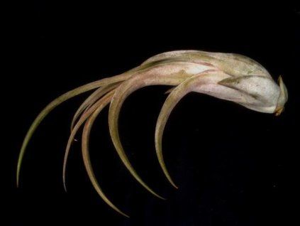 Tillandsia circinata