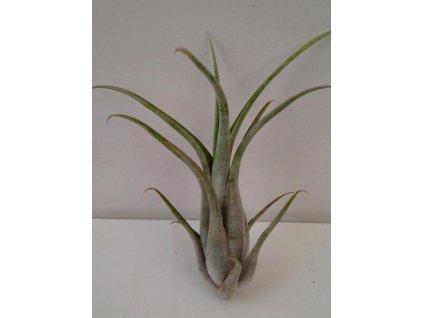 Tillandsia circinata (velká)