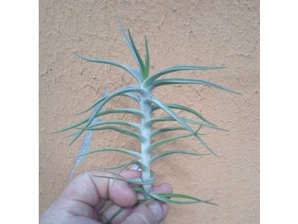 Tillandsia diaguitensis
