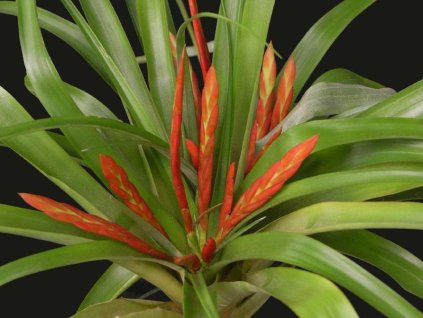 Tillandsia flabellata