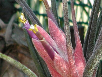 Tillandsia pruinosa