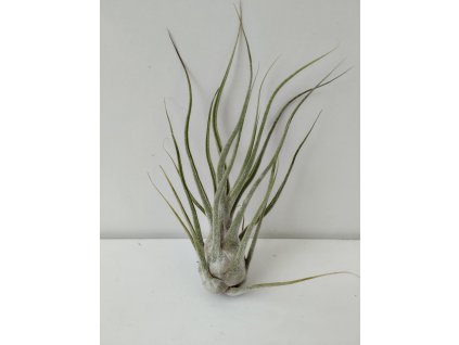 Tillandsia pruinosa f. Colombia