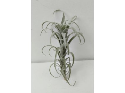 Tillandsia nana