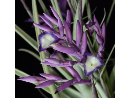 Tillandsia straminea
