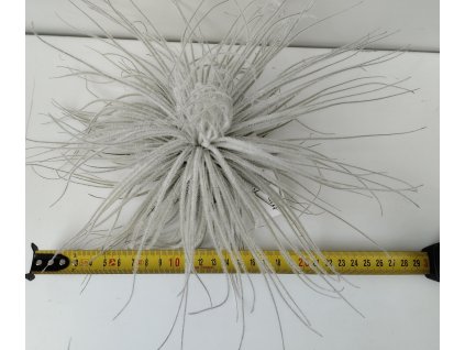 Tillandsia tectorum 'Snowball' (XL)