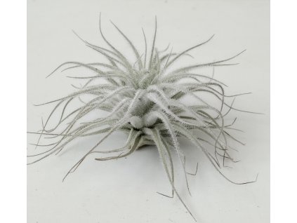Tillandsia tectorum 'Snowball' (menší)