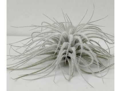 Tillandsia tectorum 'Snowball' (střední)