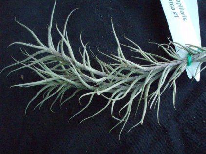 Tillandsia capillaris forma #1 (malý trs)