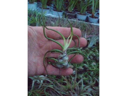 Tillandsia bulbosa