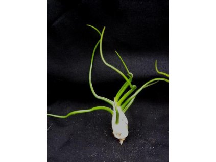 Tillandsia bulbosa