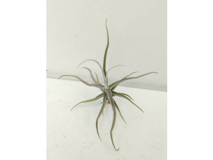 Tillandsia reichenbachii