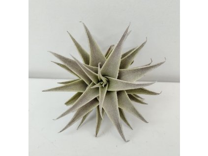 Tillandsia edithae f. green