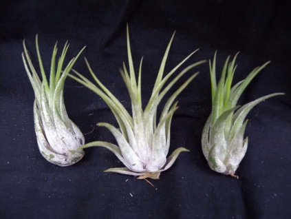 Tillandsia ionantha v. scaposa