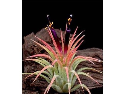 Tillandsia ionantha v. rubra