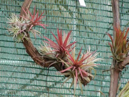 Tillandsia ionantha v. fuego