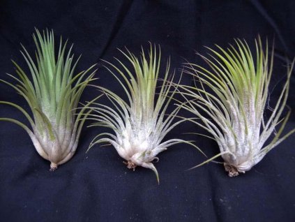 Tillandsia ionantha v. ionantha