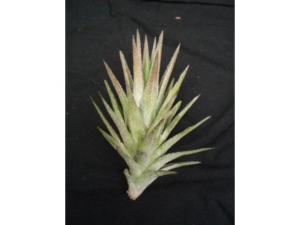 Tillandsia ionantha v. vanhyningii