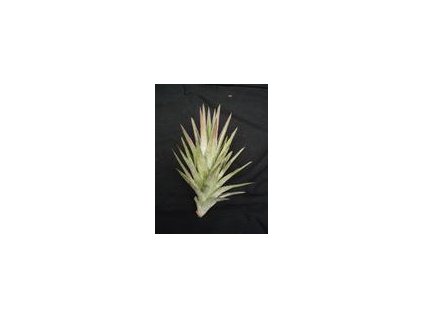 Tillandsia ionantha v. vanhyningii