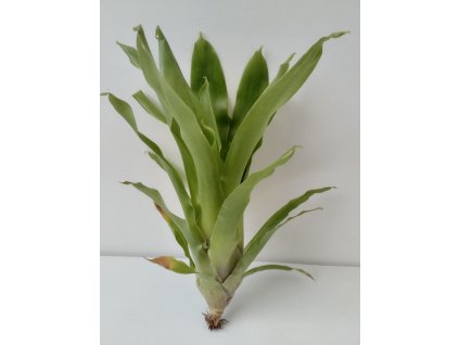 Tillandsia hamaleana
