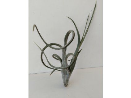 Tillandsia intermedia
