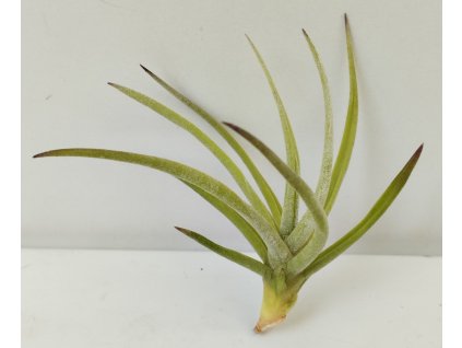 Tillandsia schiedeana var. glabrior