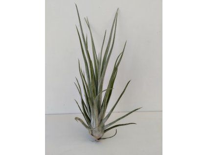 Tillandsia schiedeana var. major