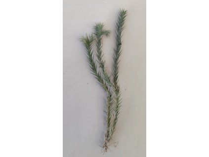 Tillandsia tricholepis