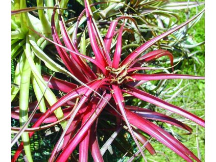 Tillandsia brachycaulos v. abdita (velká)