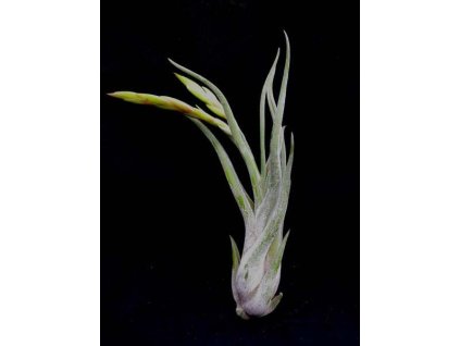 Tillandsia caput medusae