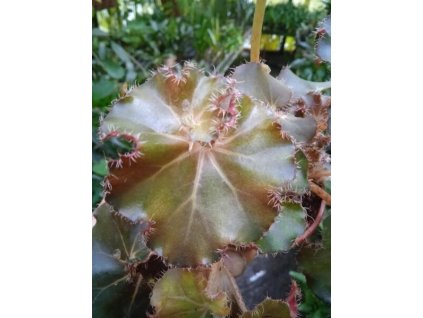 Begonia erythrophylla 'Black Jungle'