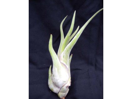 Tillandsia caput medusae (malá)