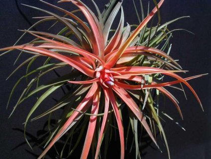 Tillandsia brachycaulos v. multiflora (střední)