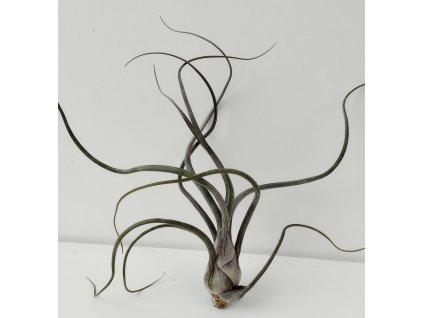 Tillandsia pseudobaileyi