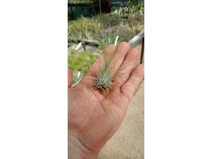 Tillandsia fuchsii v. gracilis