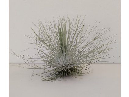 Tillandsia fuchsii v. gracilis (mohutná forma)